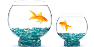 GOLDFISH-800-x-400